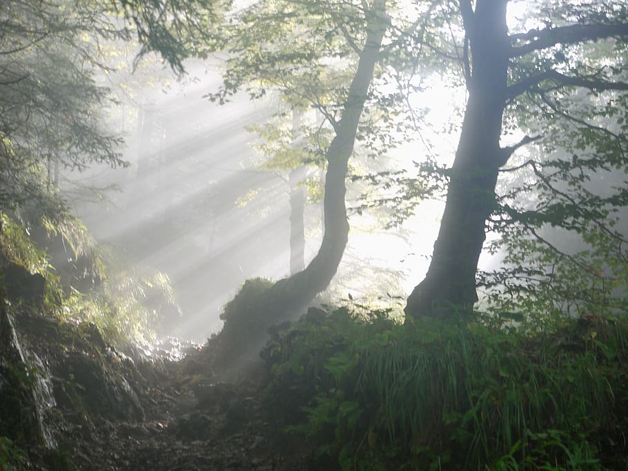 Silhouette of Trees on Forest, branch, dawn, environment, fall HD wallpaper