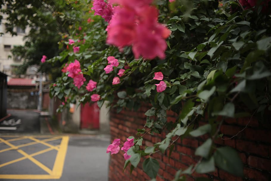 geranium, blossom, flower, plant, rose, outdoors, brick, pottery, HD wallpaper