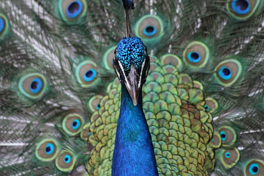 peacock, blue, pattern, animal, green, bird, animal themes HD wallpaper