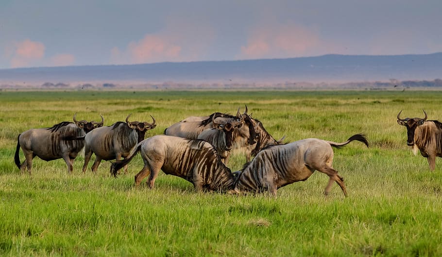 africa, kenya, amboseli, national park, safari, animal world