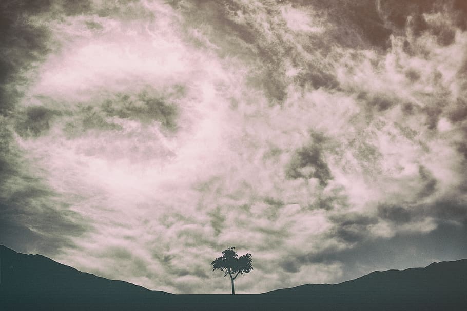 mongolia, ulaanbaatar, cloud, photo, nature, tree, forest, trees HD wallpaper