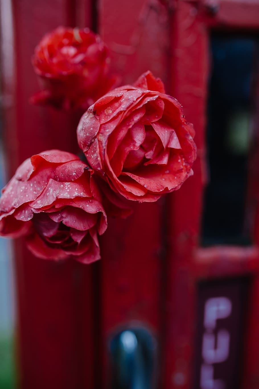 united kingdom, ely, red, flower, flowering plant, close-up HD wallpaper