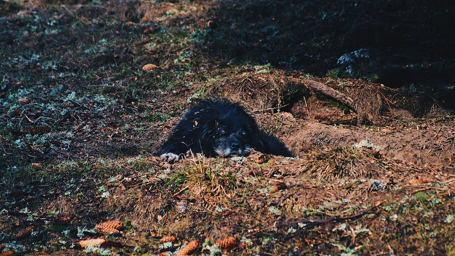 black dog lying on grass, one animal, animal themes, mammal, animal wildlife HD wallpaper