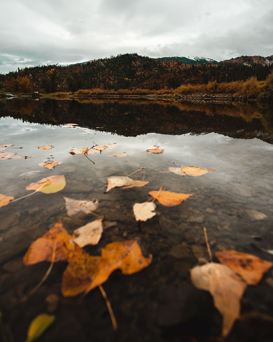 dried leaves on body of water under cloudy sky, leaf, mountain HD wallpaper