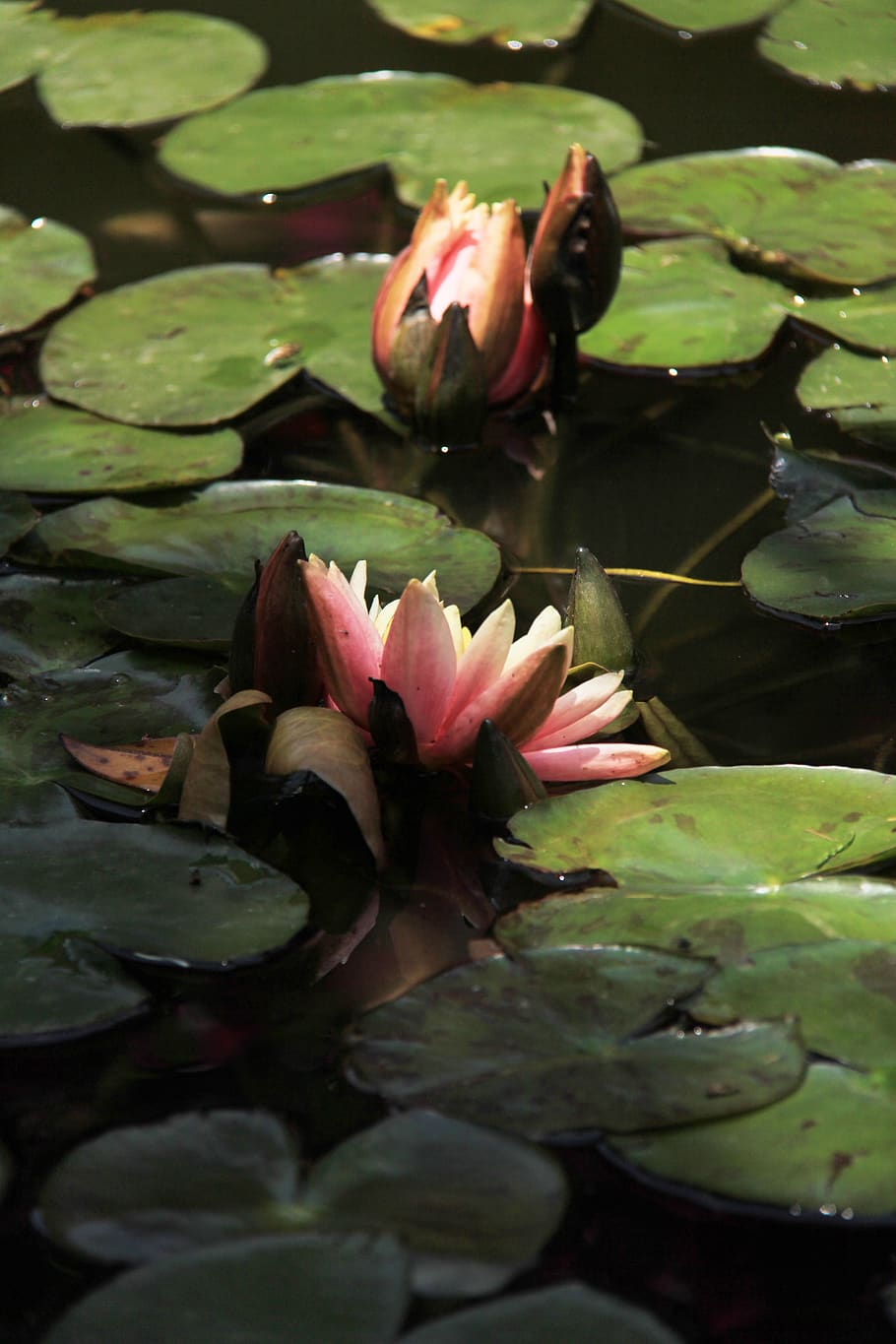 lotus, river, lotus leaf, flower, water lily, plant part, pond HD wallpaper