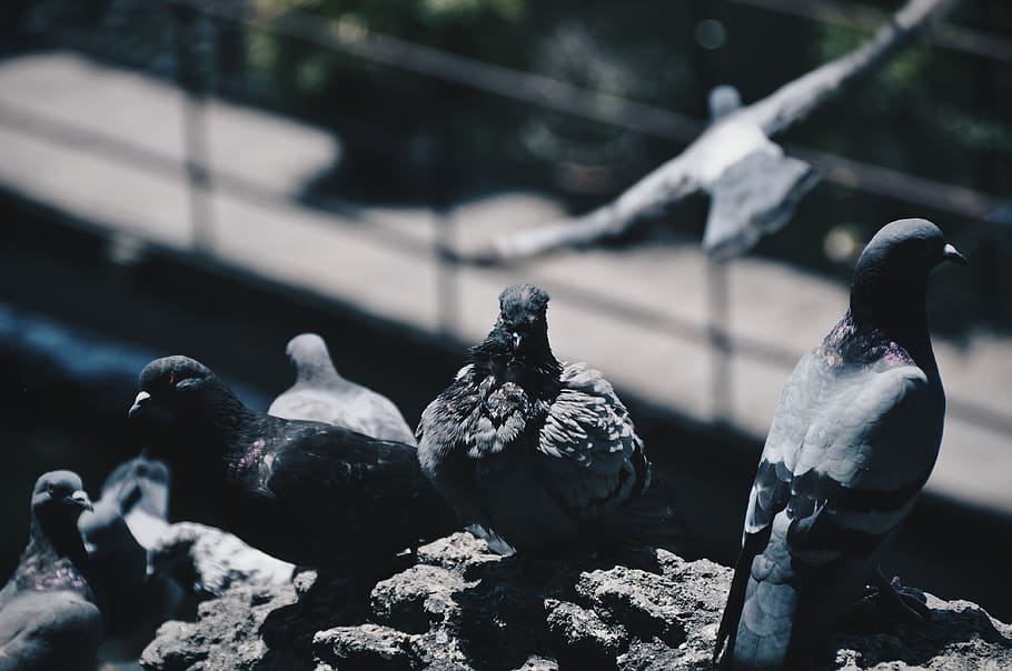 gray pigeons, bird, animal, dove, wall, grey, outdoors, nature HD wallpaper