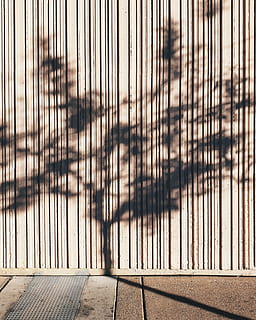 reflection of tree on wall, gate, united states, las vegas, 330 s casino center blvd HD wallpaper