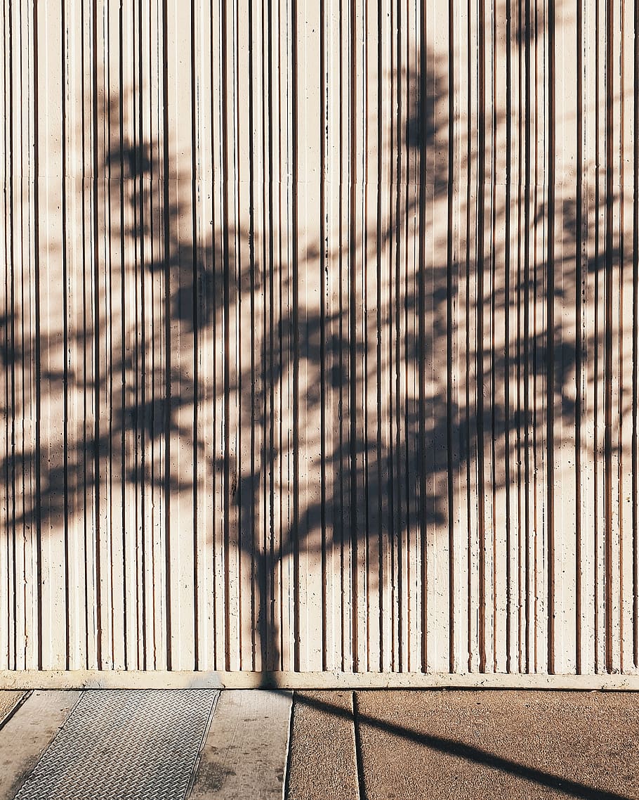 reflection of tree on wall, gate, united states, las vegas, 330 s casino center blvd HD wallpaper