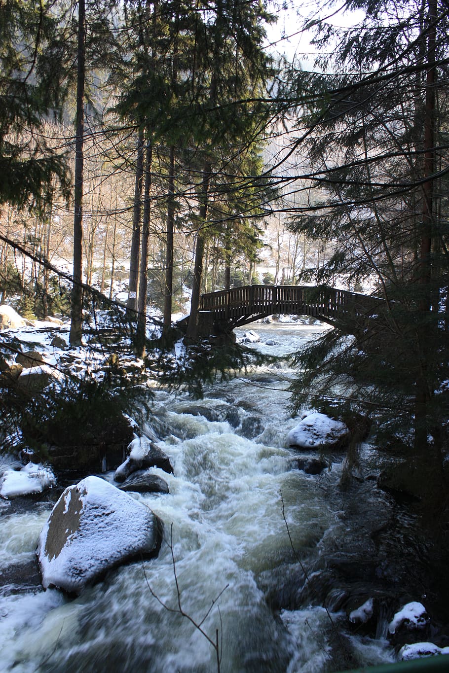 Photo of River During Winter, cold, conifers, environment, fir trees HD wallpaper