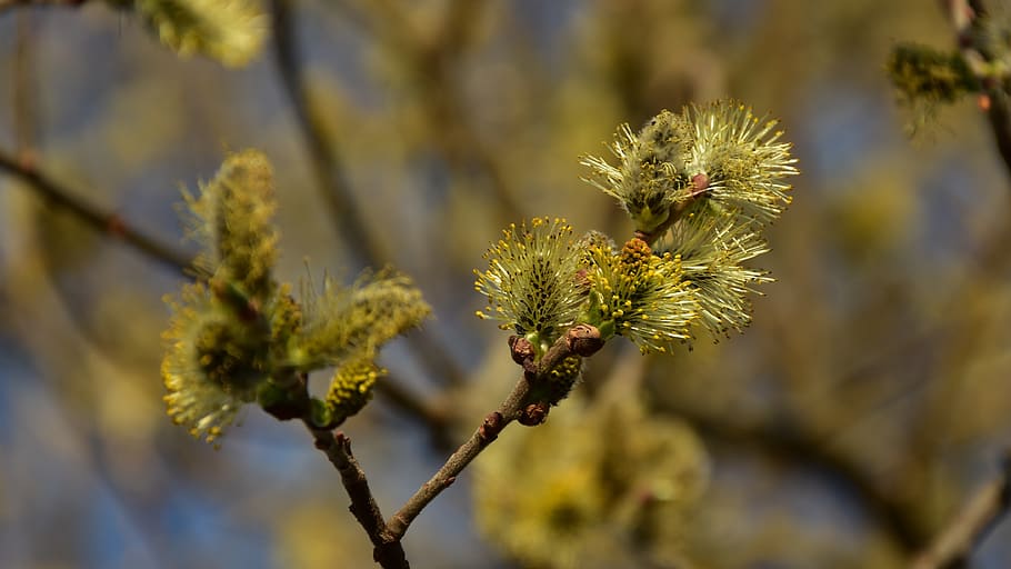 blossom, bloom, tree, spring, nature, bud, plant, petal, colorful HD wallpaper