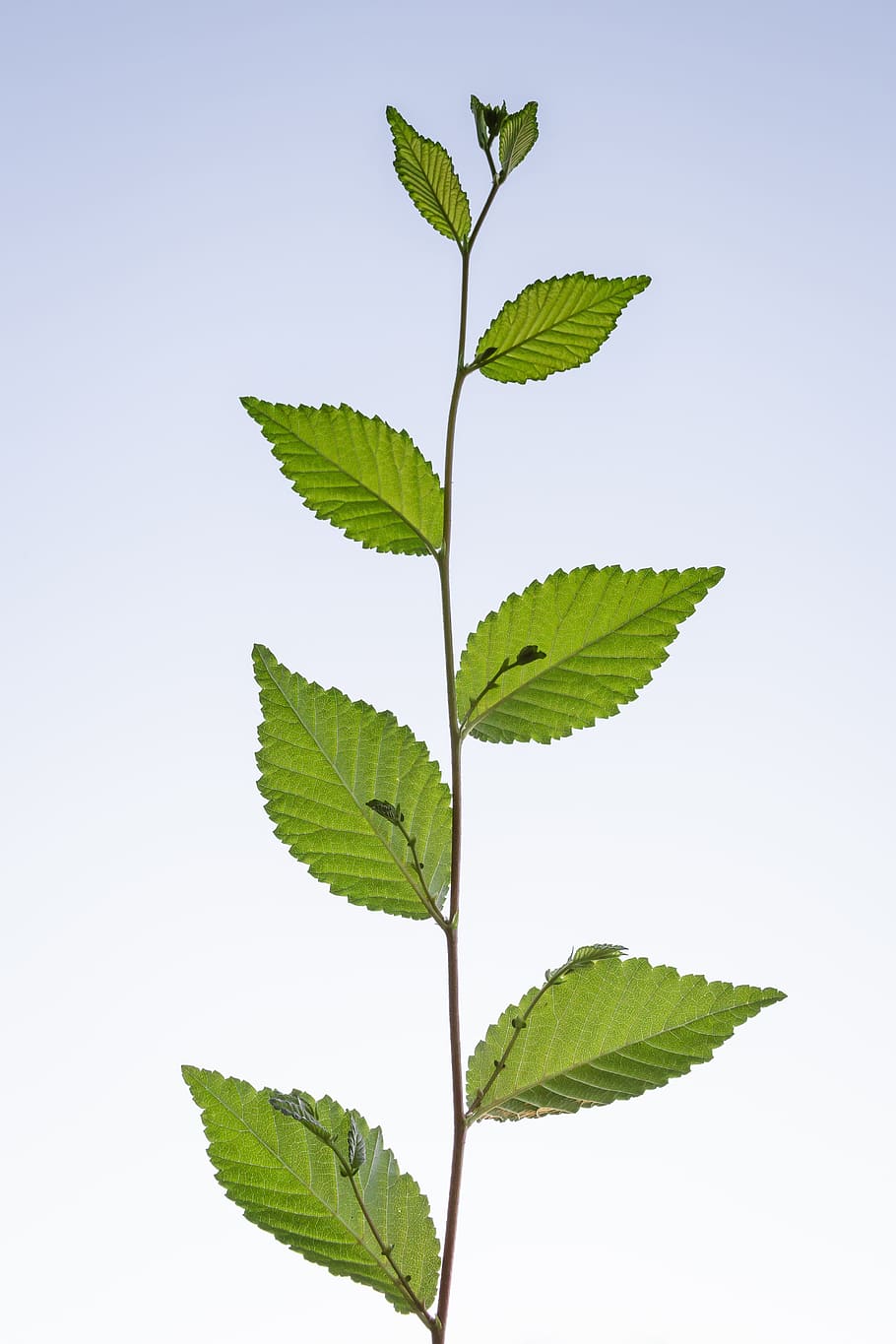 green leafed plant, flora, park, garden, summer, high key, botanical HD wallpaper