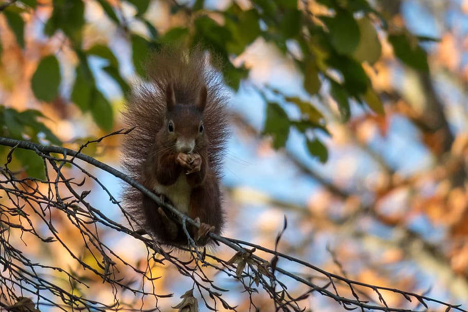 squirrel, eat, sit, cute, rodent, possierlich, sweet, cheeky HD wallpaper