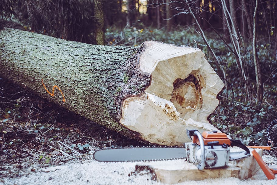 chainsaw near tree log, forest, land, plant, wood - material HD wallpaper