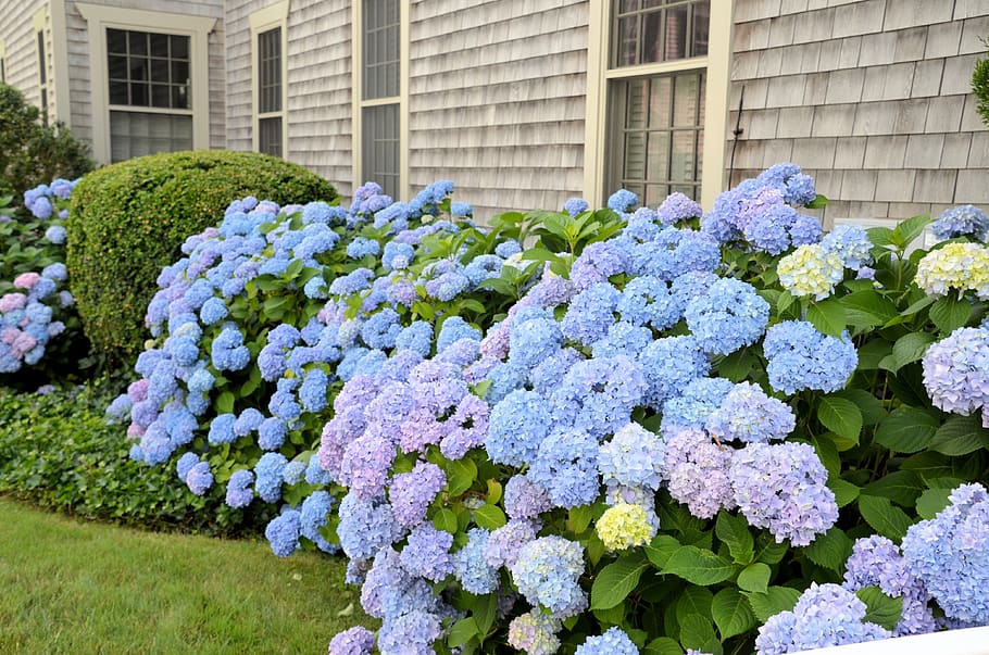 flowers, plant, flowering plant, day, growth, architecture HD wallpaper