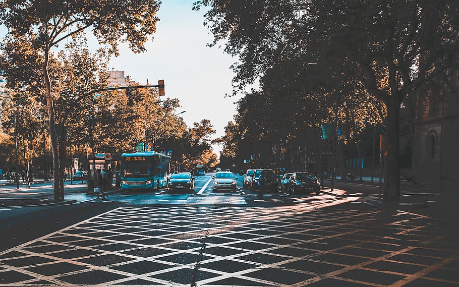 vehicles on road between trees, plant, architecture, mode of transportation HD wallpaper