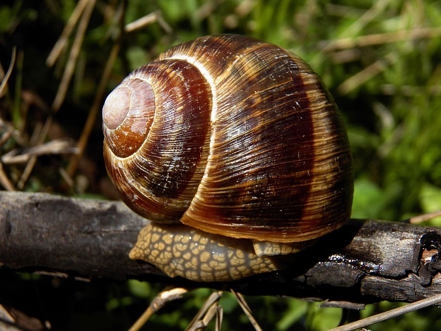 snails, animals, nature, animal wildlife, shell, mollusk, gastropod HD wallpaper
