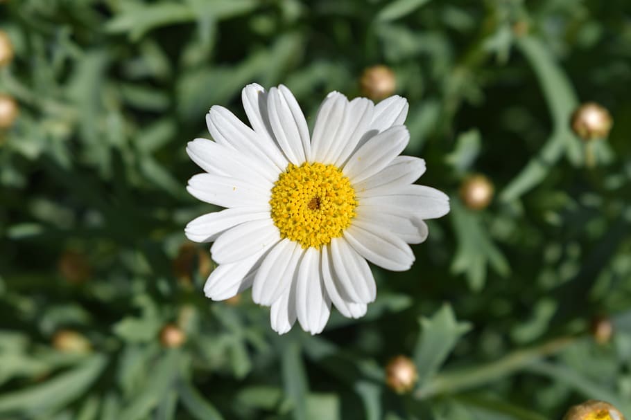 flower, white, yellow, blossom, bloom, close up, marguerite, HD wallpaper