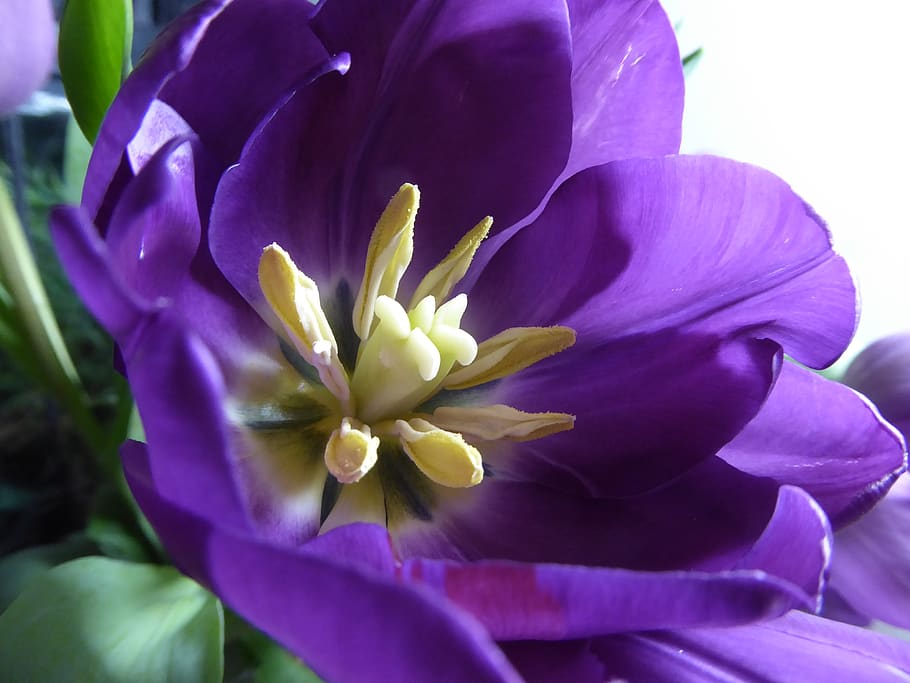 spring, flower, nature, flora, purple leaf, tulip, close, beautiful HD wallpaper
