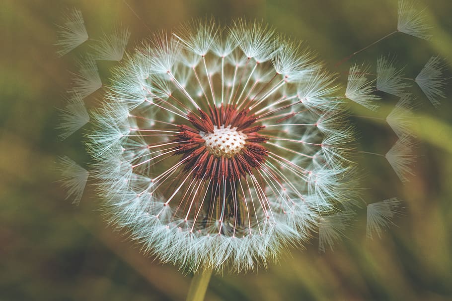 dandelion, foreground, spring, nature, colorful, flower, flowering plant HD wallpaper