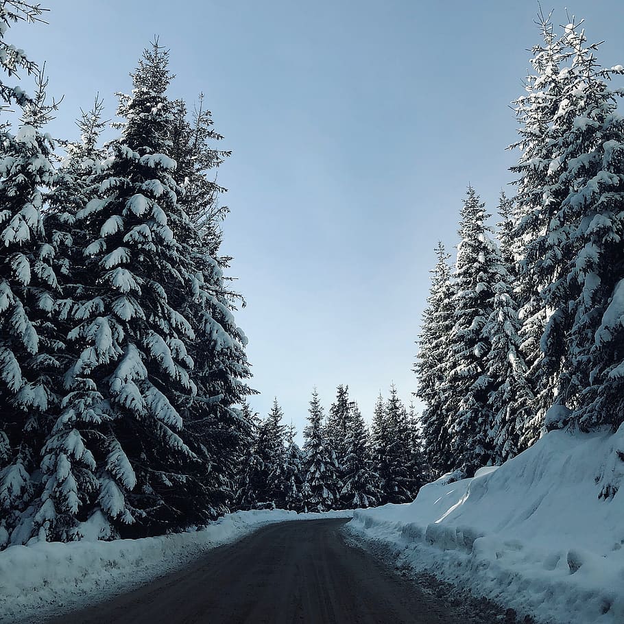 snow covered road, plant, tree, fir, abies, romania, conifer HD wallpaper