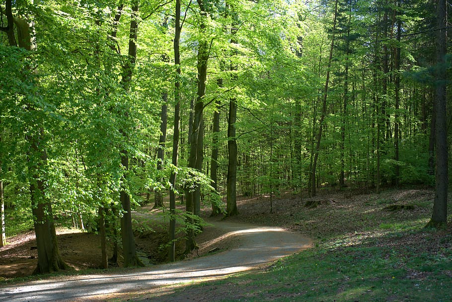 forest, tree, spring, away, mountain park, kassel, nature, forest path HD wallpaper