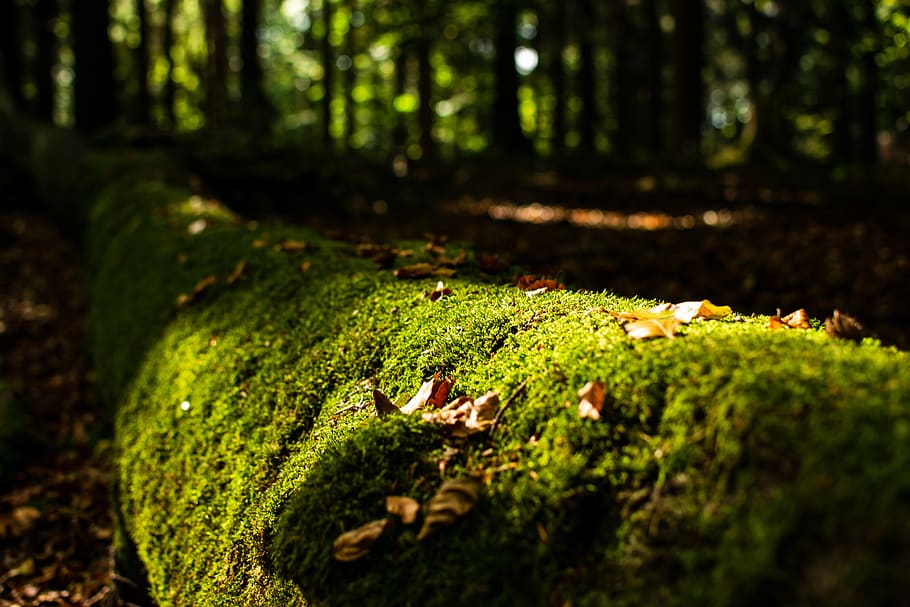 moss, log, forest, green, nature, autumn, wood, tree, tribe, HD wallpaper