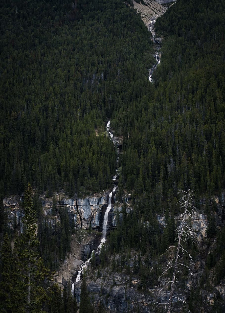 aerial photo of green trees, forest, stream, river, creek, rock HD wallpaper