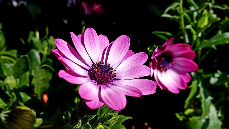 blossom, bloom, pink, spring, plectrantus, weihra, flower, flowering plant HD wallpaper