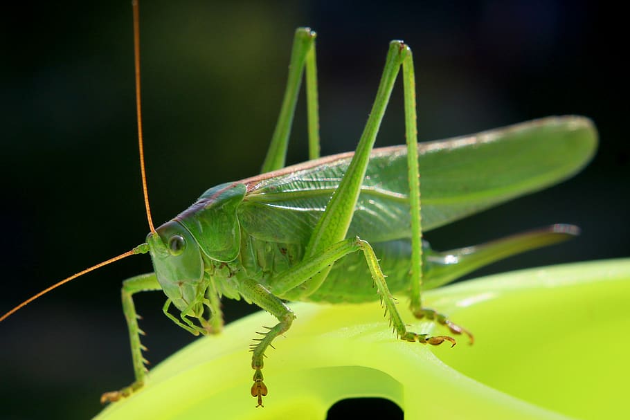 insect, grasshopper, cricket, green, animal themes, one animal HD wallpaper