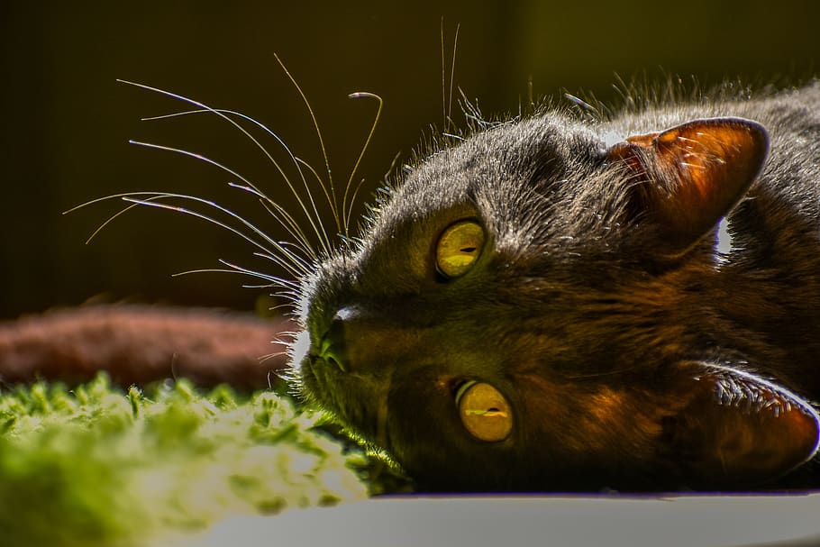 cat, animal, face, one animal, domestic cat, animal themes HD wallpaper