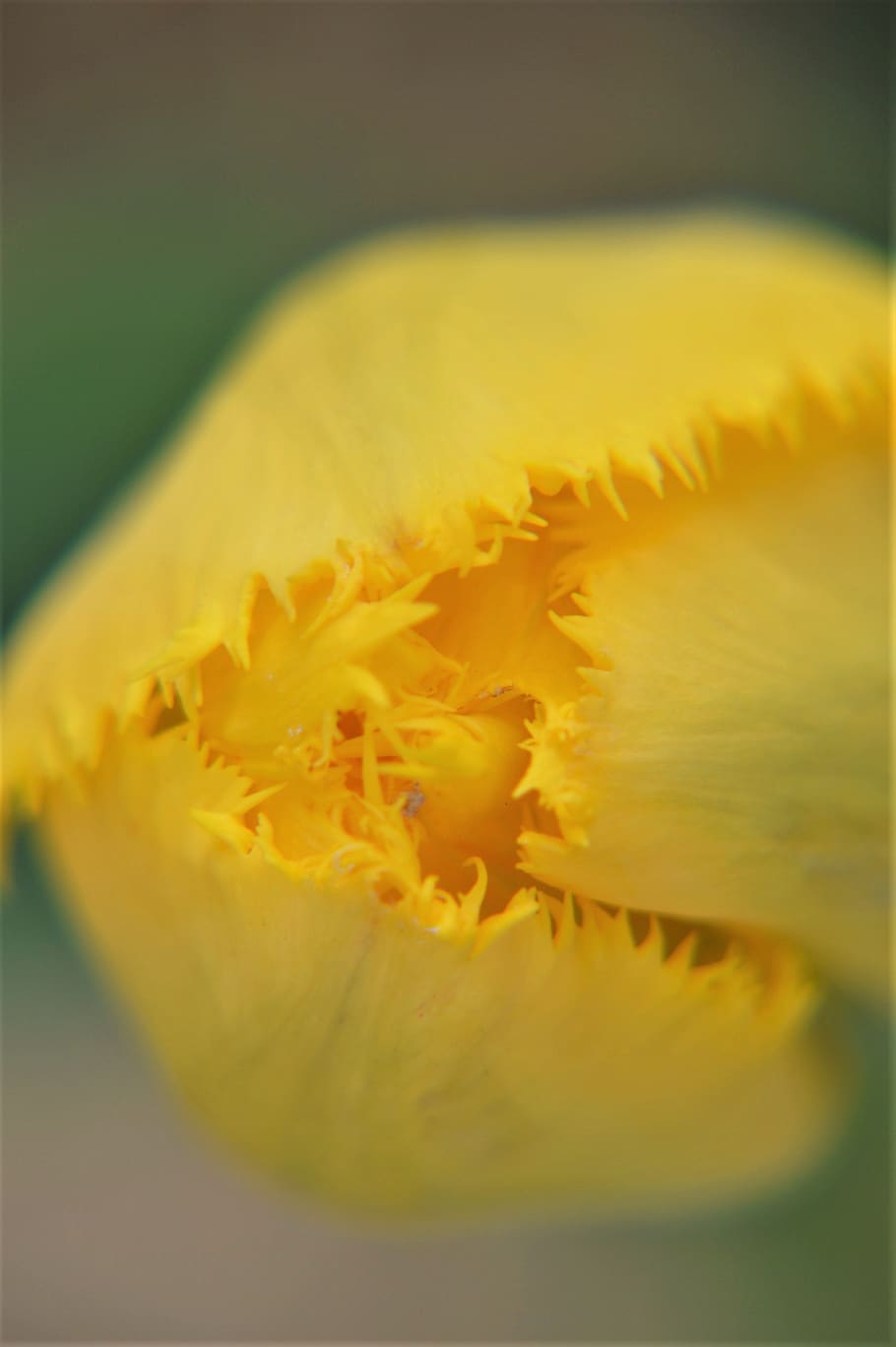 tulip, flower, spring, nature, garden, plants, field, culture HD wallpaper