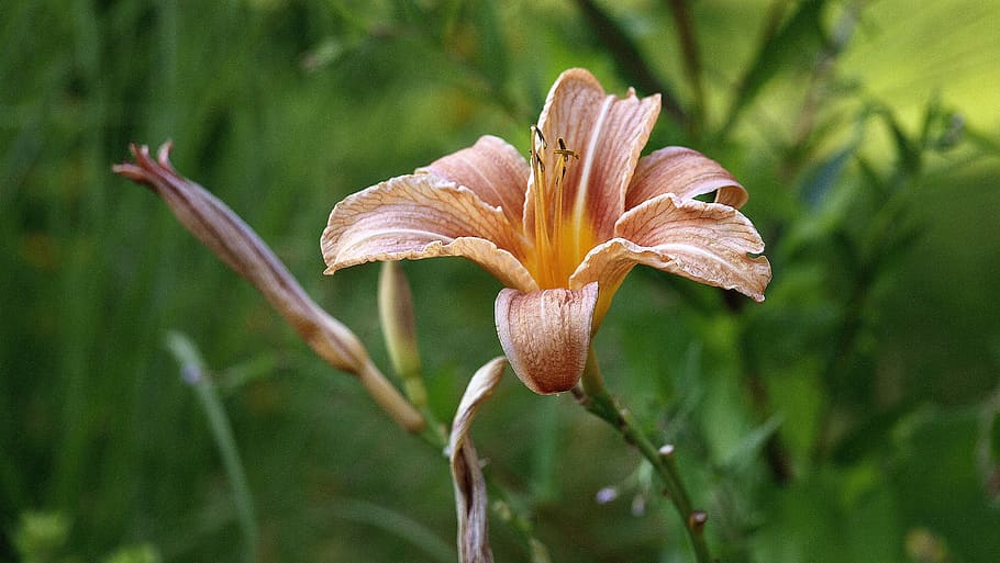 iris, nature, spring, fleuri, flowers, color, prairie, petals HD wallpaper