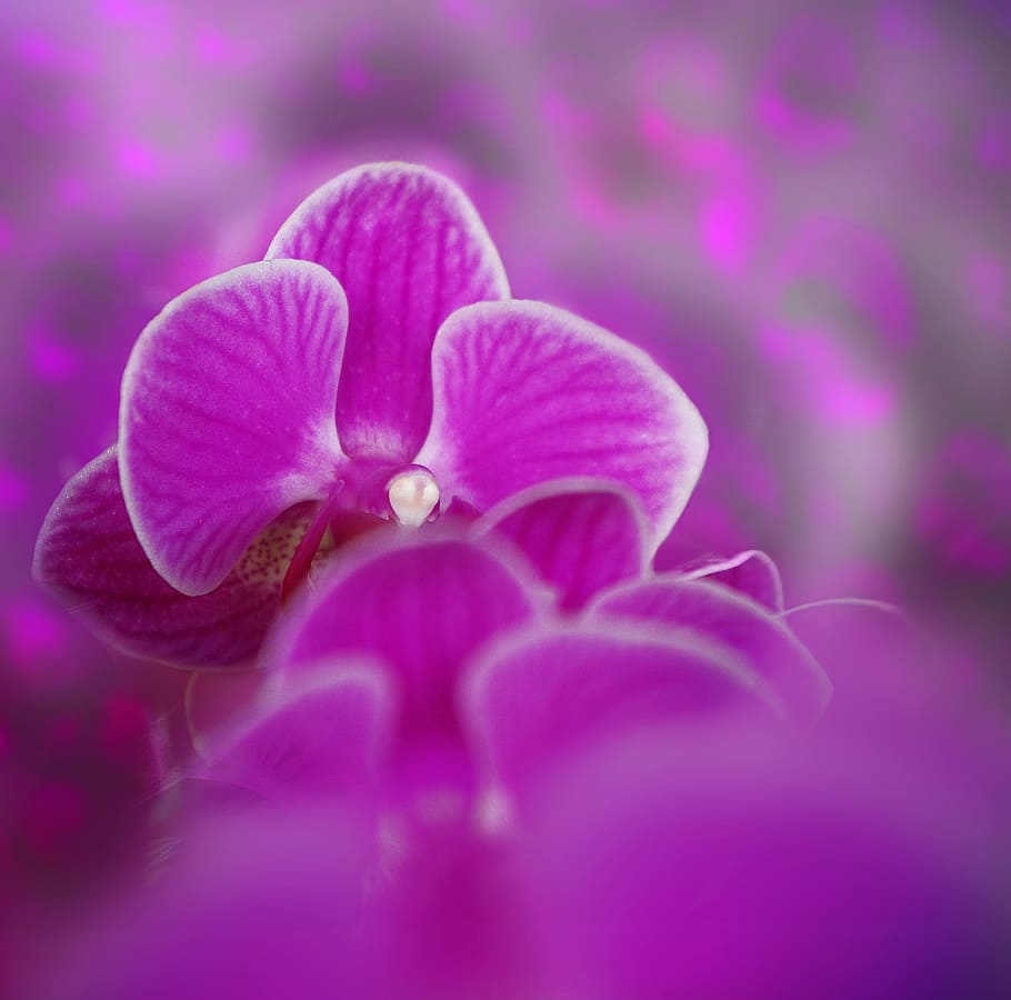 wild, orchid, fresh, flower, nature, fragrance, garden, blooming HD wallpaper