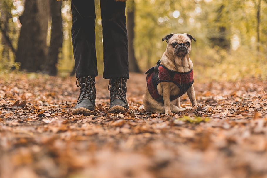 Pet And Owner On Fall Walk Photo, Dogs, Pets, Earth, Outdoor HD wallpaper