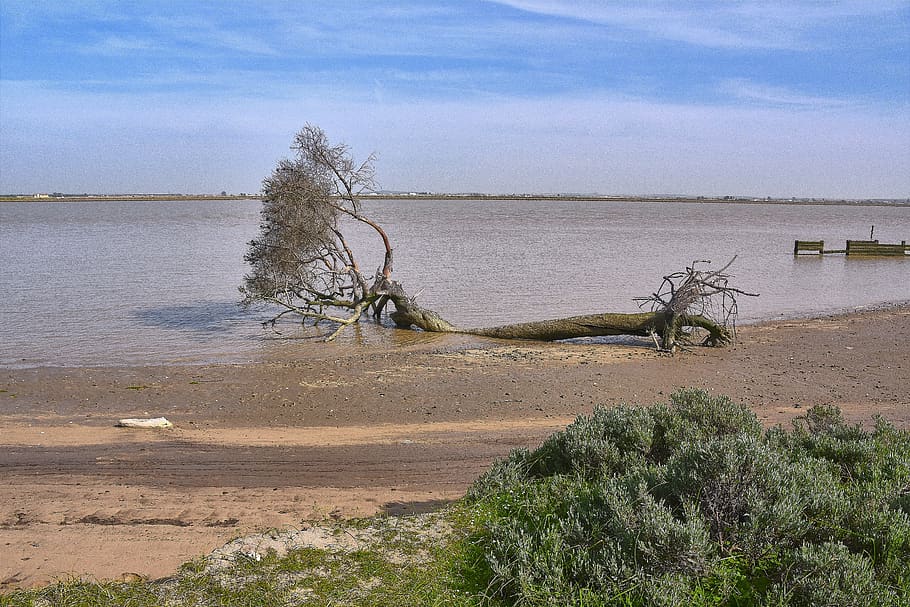 river, fallen tree, landscape, forest, water, sky, plant, beach HD wallpaper