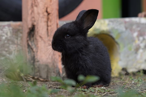 conejo, adorable, bebe, mammal, animal themes, one animal, black color HD wallpaper