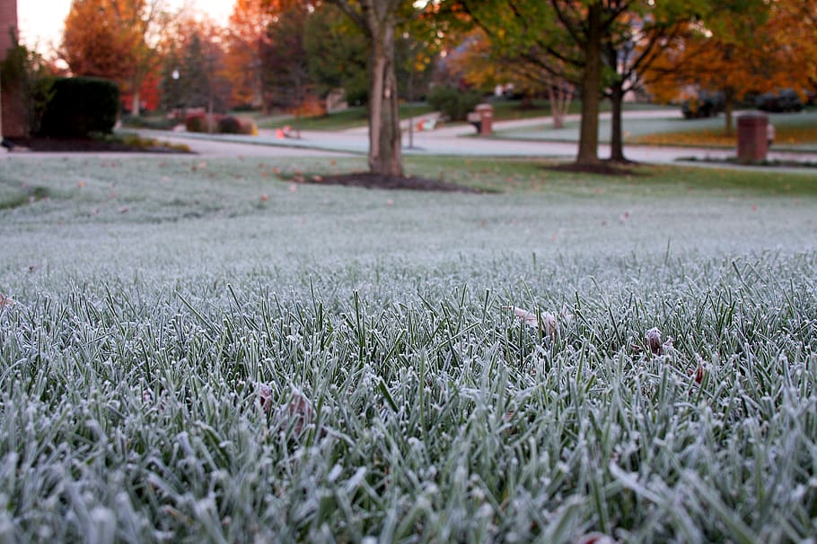 fall, morning, ice, winter, grass, plant, tree, growth, no people HD wallpaper