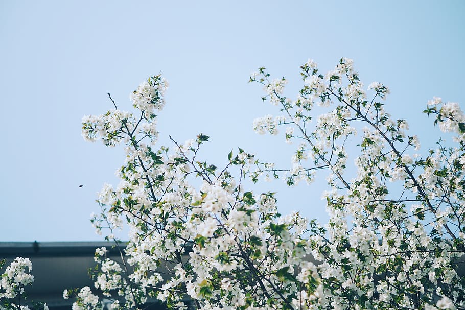 white petaled flowers, plant, blossom, cherry blossom, outdoors HD wallpaper