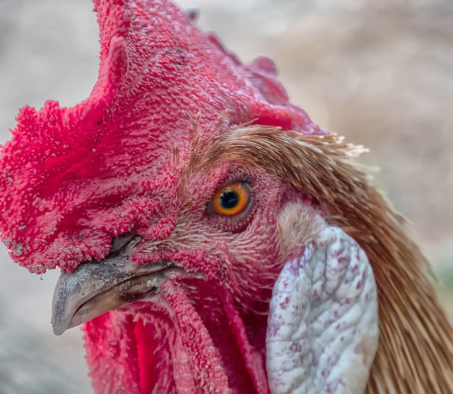 gallo, hen, poultry, chicken coop, ave, pen, farm, peak, nature HD wallpaper