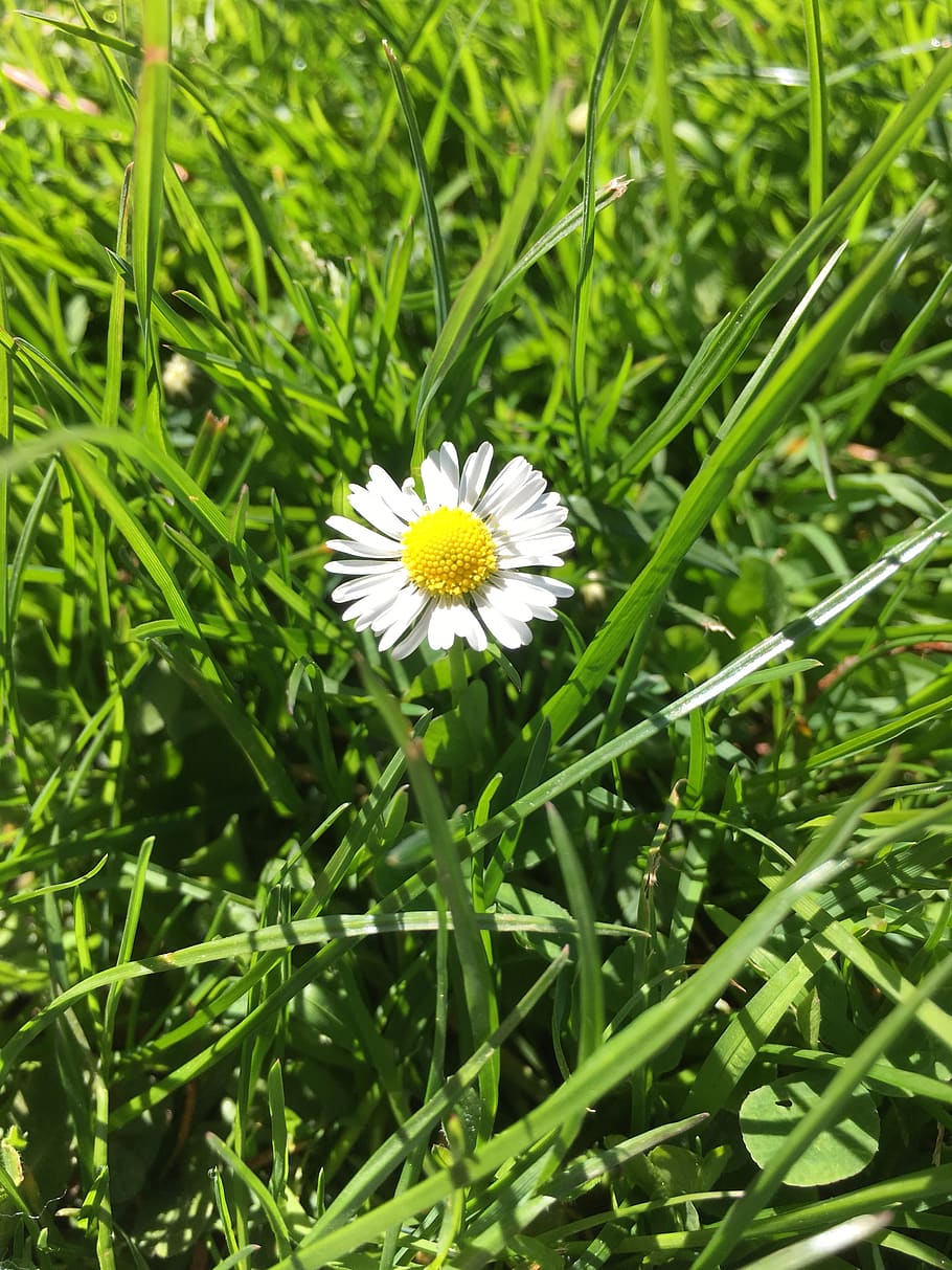 flower, grass, green, plant, flowering plant, growth, freshness HD wallpaper