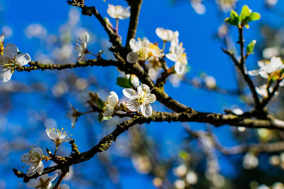 tree, branch, cherry, flower, season, nature, plum, blooming HD wallpaper