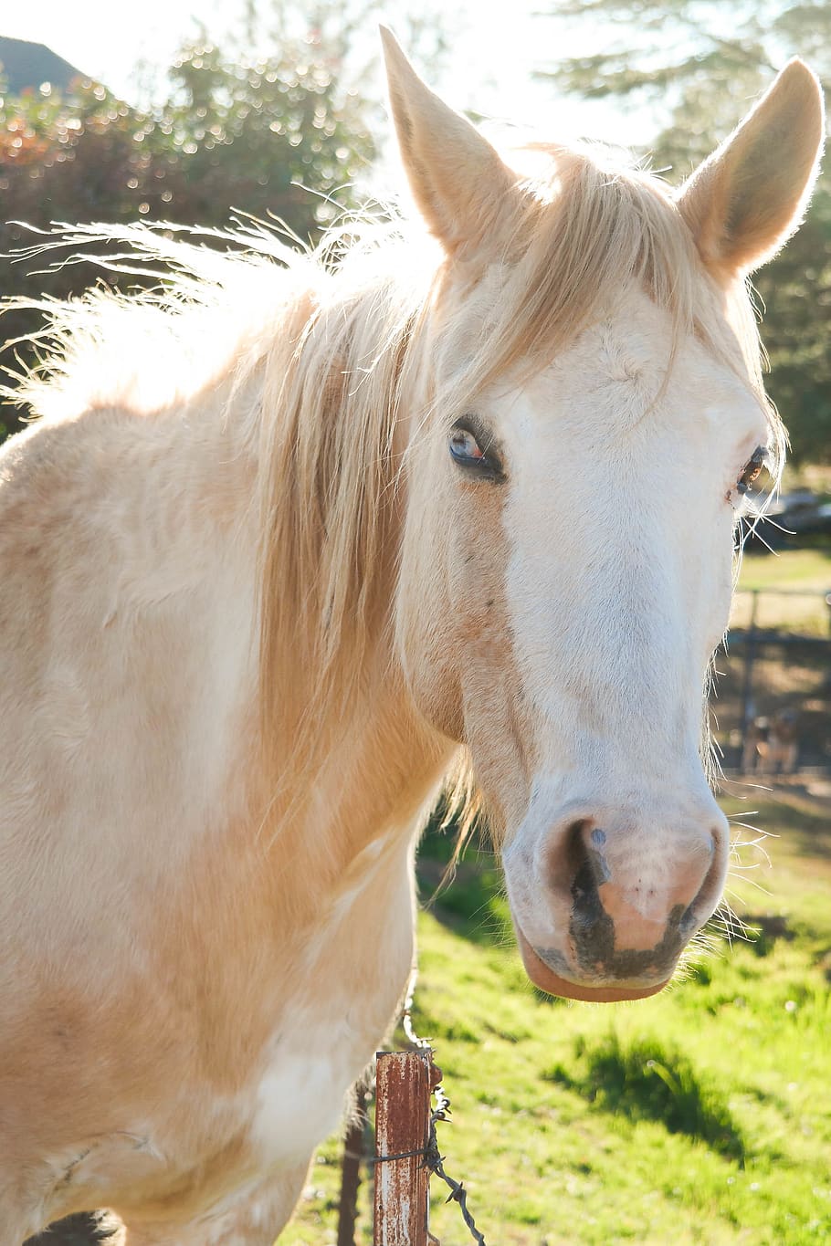 white horse, animal themes, livestock, domestic animals, mammal HD wallpaper