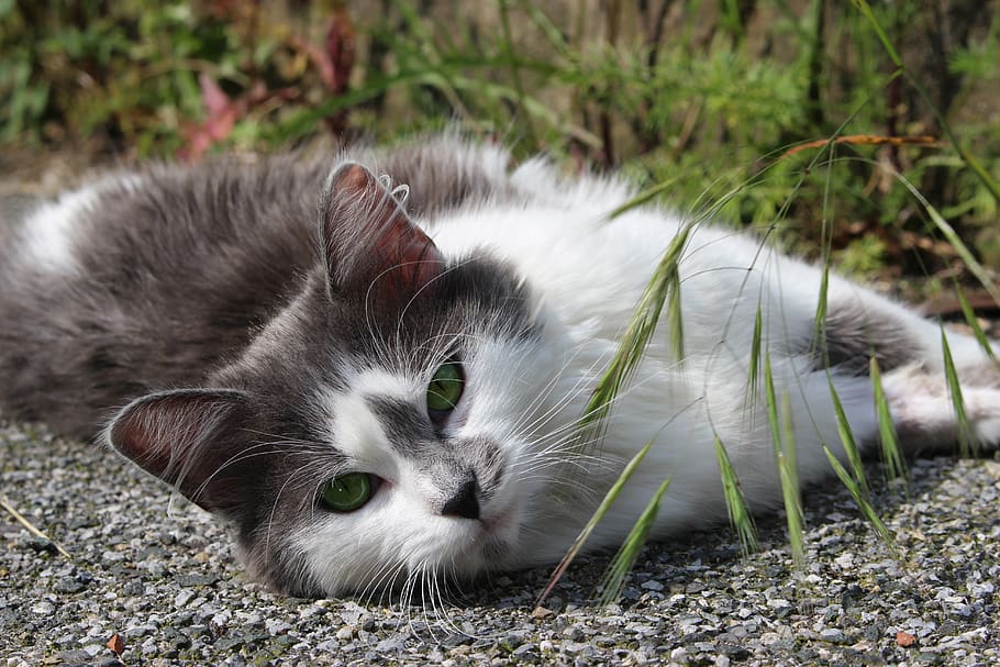 cat, nature, predator, female, animal, domestic, white cat HD wallpaper
