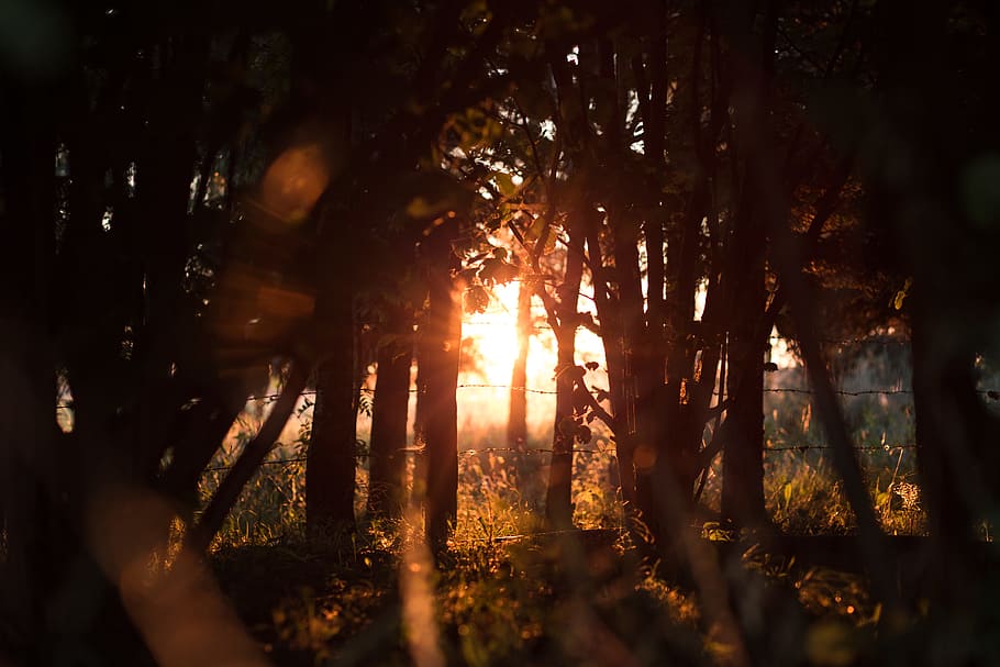 assorted tree photo, sun, sunset, ray, forest, sunrise, wire HD wallpaper