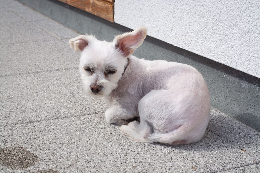dog, small, white, pet, animal, puppy, young, mammal, one animal HD wallpaper