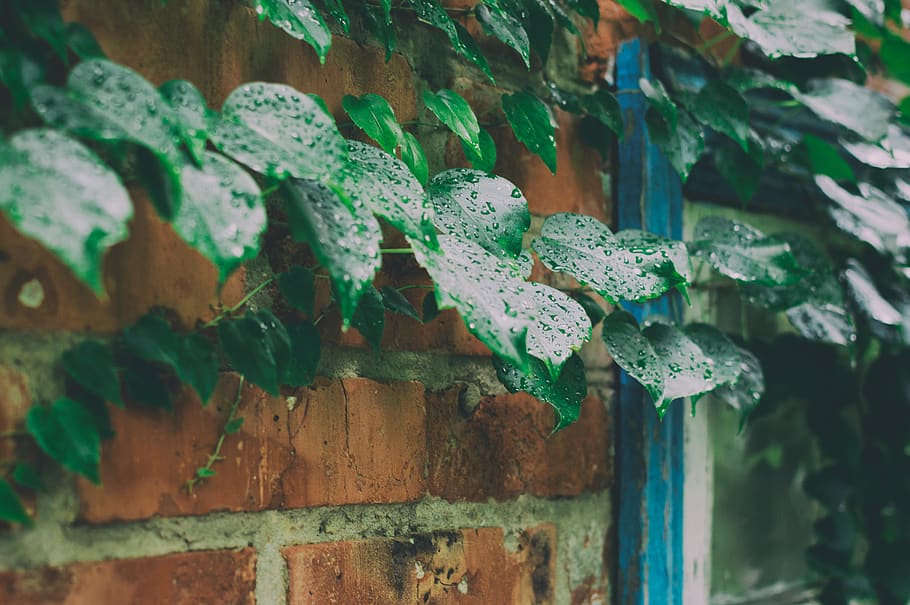 wall, bricks, ivy, leaf, window, no people, day, built structure HD wallpaper