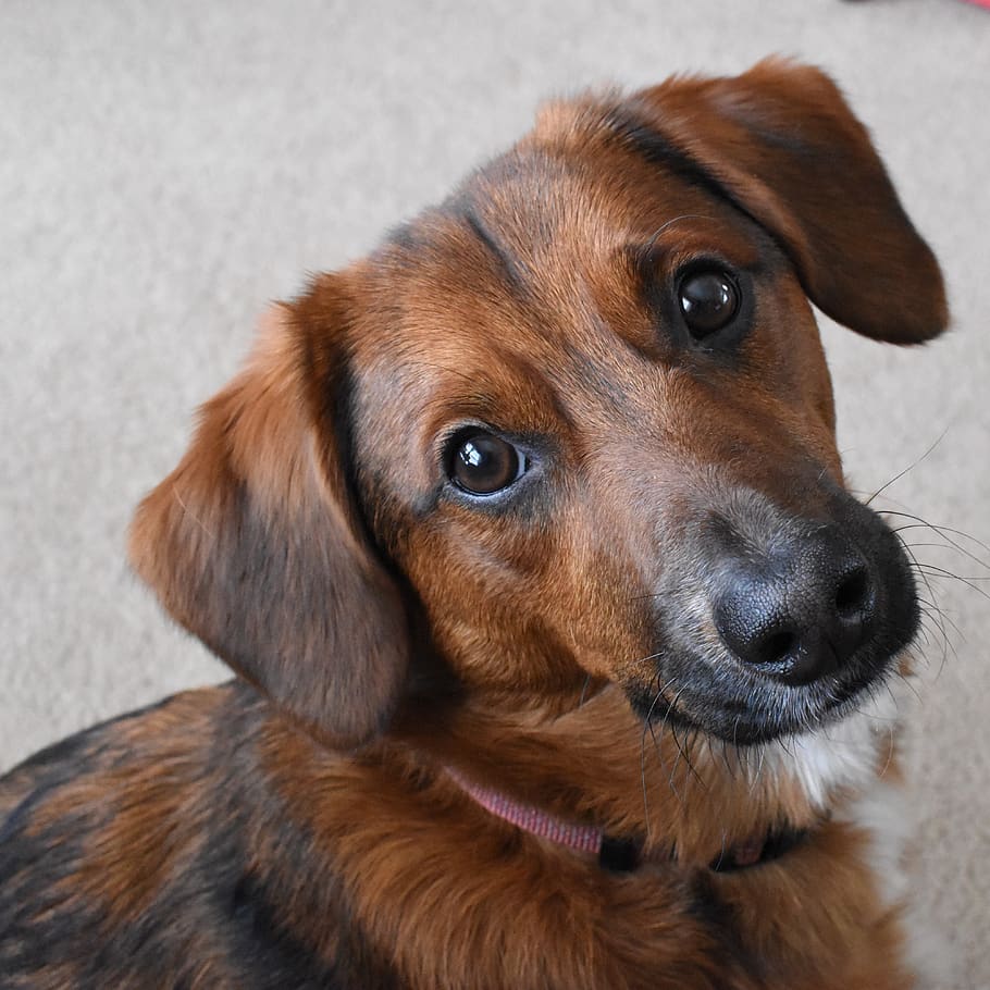 dog, brown, cute, pet, canine, adorable, one animal, pets, domestic HD wallpaper