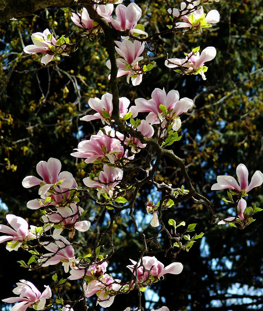 magnolia, spring, blossom, bloom, pink, tree, full bloom, bud HD wallpaper
