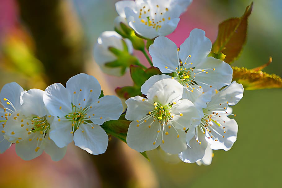 flower, spring, white, plant, nature, blossom, bloom, petals HD wallpaper