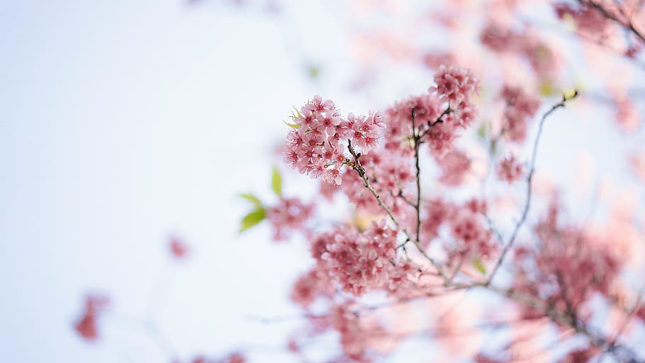 pink cherry blossom tree, flower, plant, flowering plant, pink color HD wallpaper